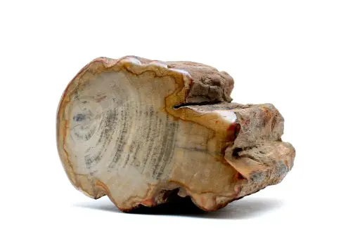 Bois fossilisé "petit"